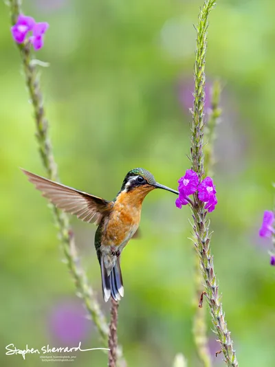 Hummingbirds of Costa Rica